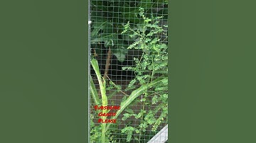 CIBLEK GACOR DI MIKRO AVIARY || mini aviary || dehakims aviary