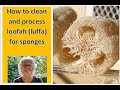 How to clean and process loofah (luffa) for sponges