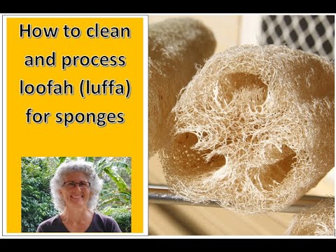 Video: Kā tīrīt lufu vai dabīgo sūkli: 9 soļi (ar attēliem)