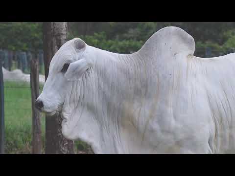 LOTE 24 Leilão Virtual Especial MATINHA 2020