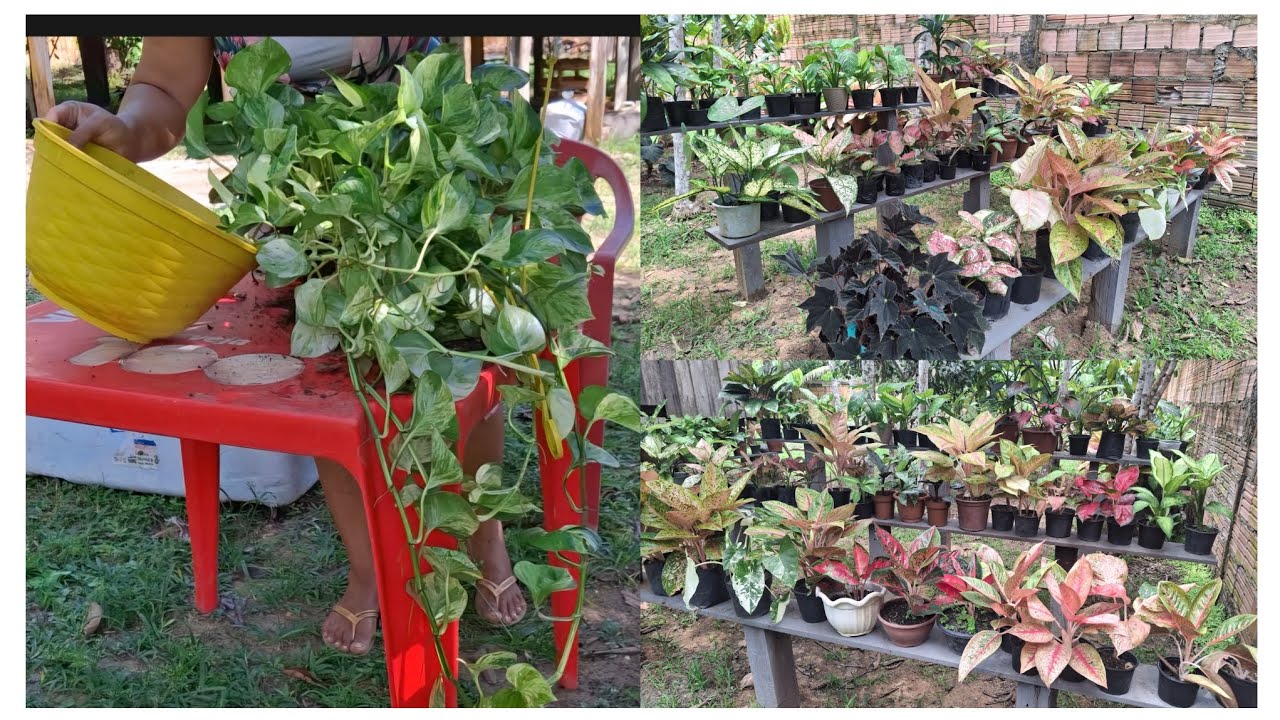 DESFIZ O VASO DE JIBOIA MANJULA🤭 ORGANIZEI MEU JARDIM COM PRATELEIRAS 