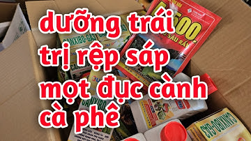 Hd591.Trị rệp sáp mọt đục cành và dưỡng trái cà phê