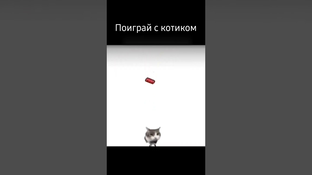 поиграй с котиком 