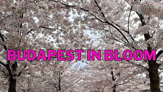 More Than Sakura 🌸 | Cherry Blossoms, Magnolias &amp; Hidden Views | Budapest Walking Tour [4K]