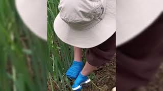 RARE ANCIENT METHOD! TRADITIONAL HARVEST TOOL CUTTING RICE FIELDS!