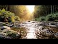 3 Hours of Gentle River Stream for Soothing Rest | River Nature Ambience