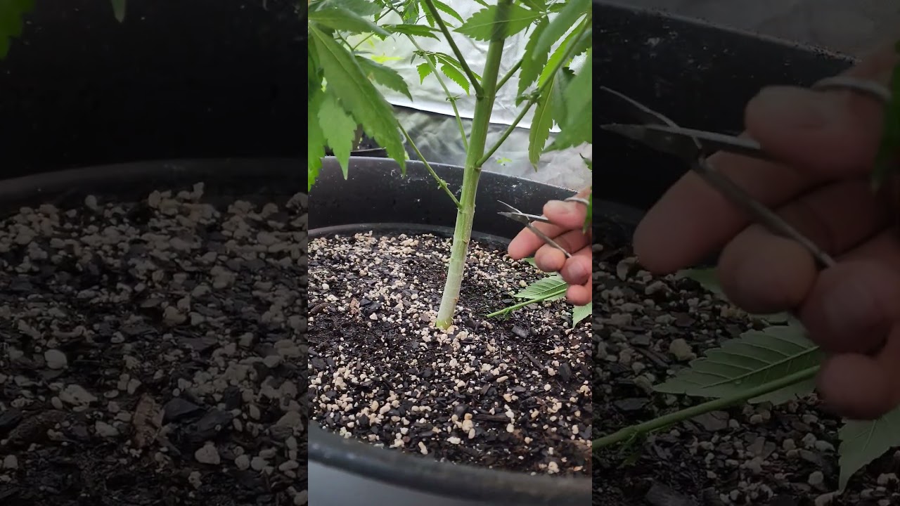 How I make clones. 🐠 only system! 