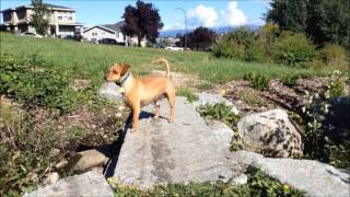 Chester's 2016 BC SPCA Paws for A Cause Walk Campaign Video