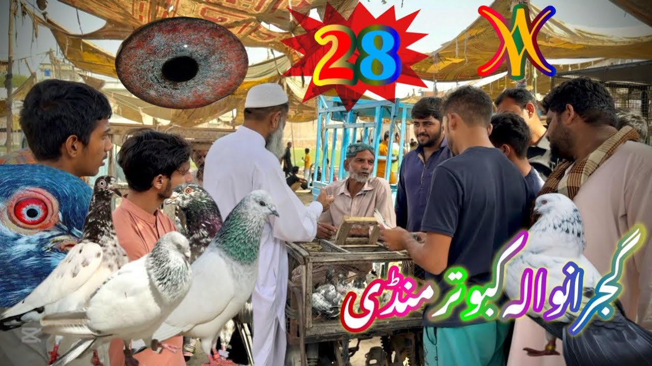 Top 28) Gujranwala kabootar mandi  Trends This Year || گجرانوالہ کبوتر منڈی ||