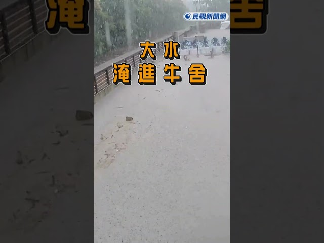 快新聞／慘！國軍兩千士兵今開進花蓮災區　鳳林鎮乳牛變「水」牛遭沖走