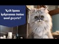 Kedi tuvaleti kokusuna son! Kedi kumunun kötü kokması kolayca nasıl önlenir