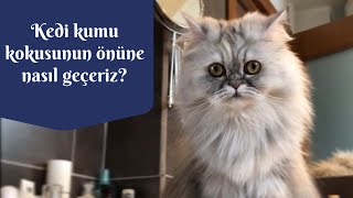 Kedi tuvaleti kokusuna son! Kedi kumunun kötü kokması kolayca nasıl önlenir