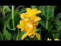 Wie lieblich ist Zion - How lovely is Zion  NAK - NAC (Ap.-Bereich Süddeutschland)