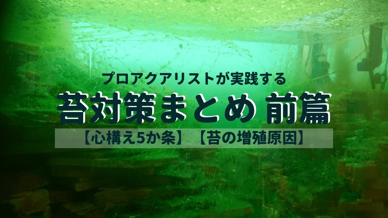 水槽で生える藻類 苔 対策まとめ ー増殖原因 藻類一覧 お掃除屋さんの適正数などを丁寧に解説ー Ordinary Aquarium