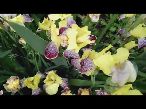 Цветут красивые цветы Ирисы. Футаж для видео монтажа скачать бесплатно