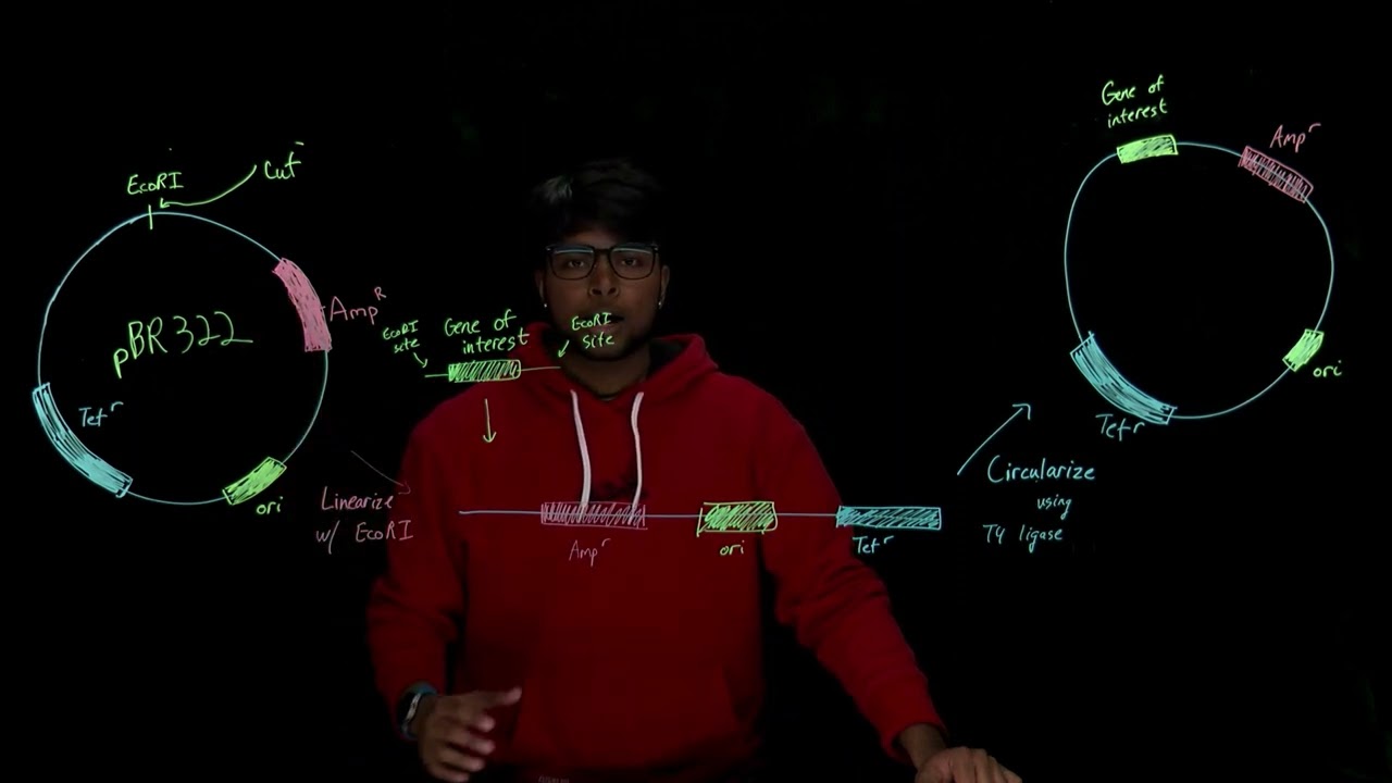 BENG 168 - Restriction Enzymes and Plasmids