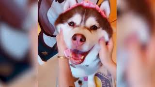 Funny  dog and cats new compilation 7