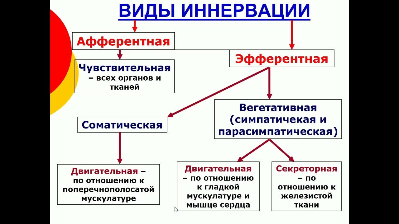 Вегетативная нервная система таблица 8 класс. Произвольные движения соматическая или вегетативная. Автономный вегетативный отдел нервной системы 8 класс. Автономный вегетативный отдел нервной системы 8 класс. Сбой вегетативной нервной системы.