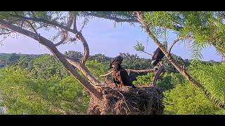 Winter Park Eagles Whole Family At The Nest. Big Fish And Alot Going On