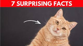 7 Facts You Didn't Know About Orange Cats