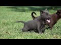 Australian Kelpie Puppies の動画、YouTube動画。