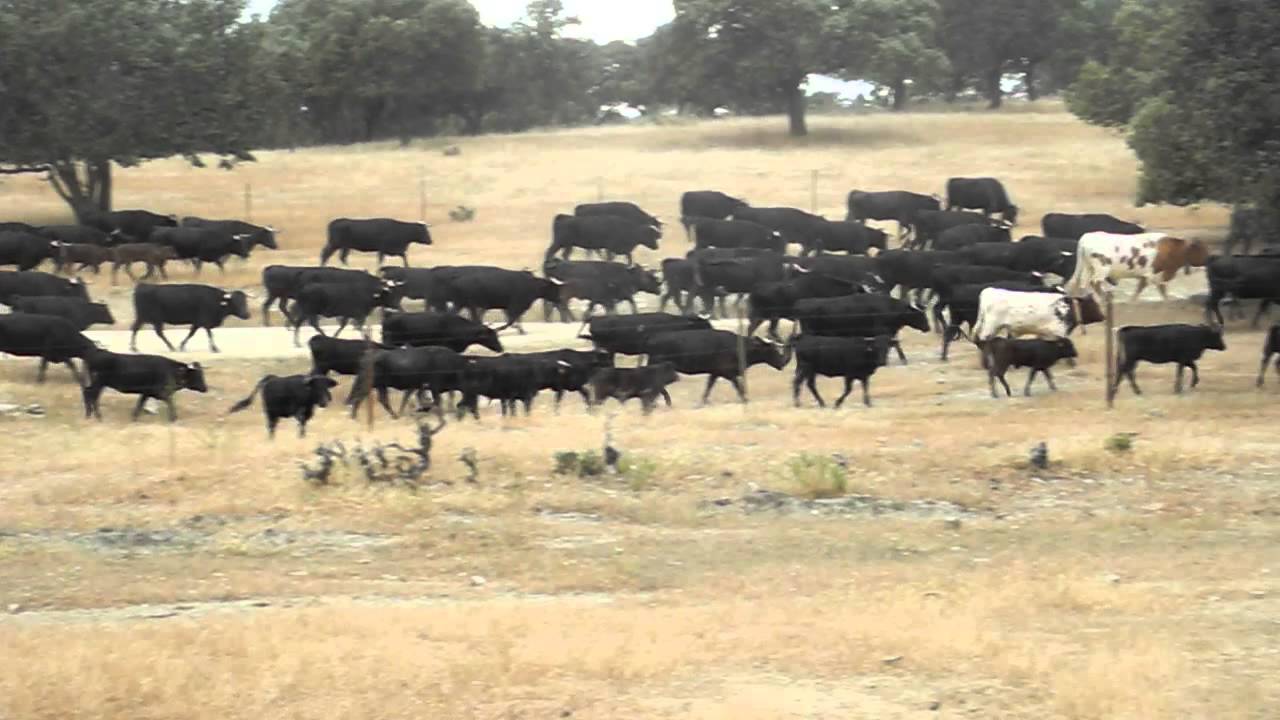 TRASHUMANCIA. TOROS BRAVOS DESDE LA SOLANA - YouTube