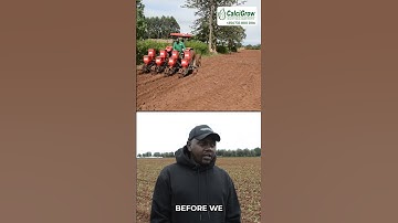 Increase your maize yield with CalciGrow