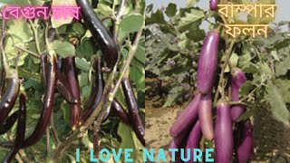 টবে বেগুন চাষ পদ্ধতি / Eggplant cultivation in tubs