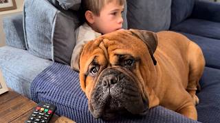 This 140lb Bullmastiff Still Climbs Into DAD'S LAP—Here's Why