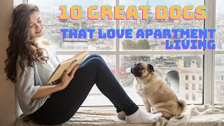 10 All Star Dog Breeds That Excel in Apartment Living | Find Your Perfect Match! by DogCareLife 191 views 3 months ago 6 minutes, 42 seconds