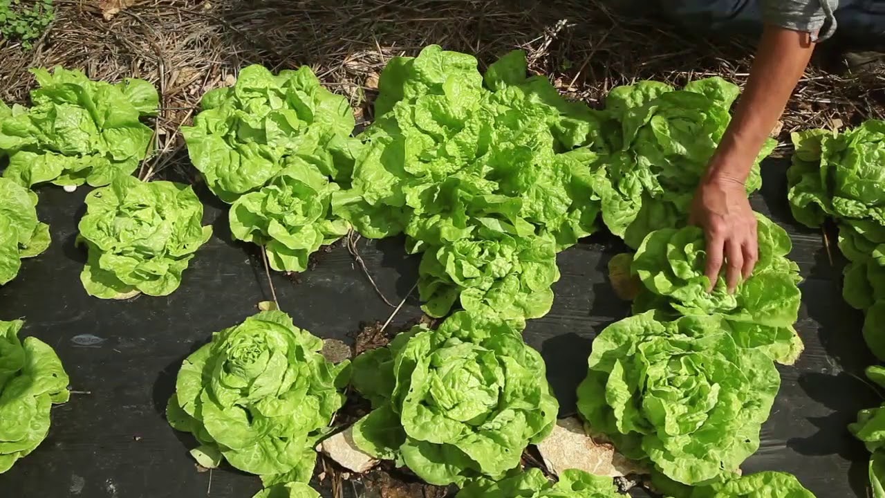 Reproduire ses graines de laitue