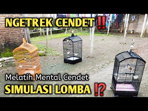 SEKALI PANCING..!! JENIS CENDET APAPUN EMOSI LANGSUNG NAIK, PANCINGAN CENDET GACOR FULL ISIAN