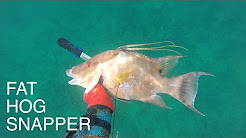 Spearfishing Dania Beach, MIAMI