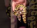 1.0 Pastel Puzzle DH Hypo Sunset | #ballpython #reptiles #snake