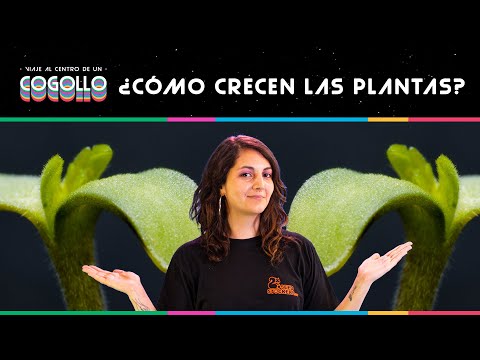 Video: ¿Dónde crecen los cogollos en las plantas de marihuana?
