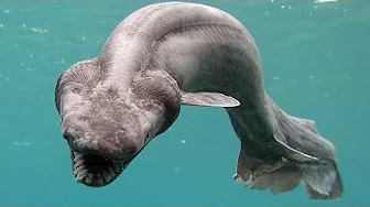 AMAZING DISCOVERIES|ENCHANTED RIVER WITH RARE LIVING CREATURES|