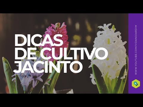 Dica de cultivo de jacinto