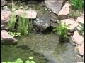 Savio - How to Build a LivingPond Savio - How to Build a LivingPond