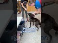 Yappy Gilmore video