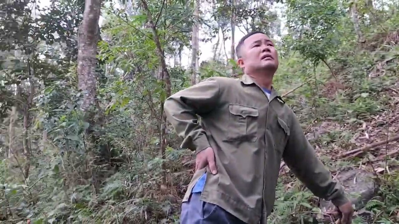 Đi lên rừng tìm cây nêu cắm tết 