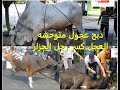 ذبح اكبر عجول فى العيد