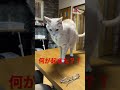 【猫動画かわいい】まさかの展開がまた起きた！