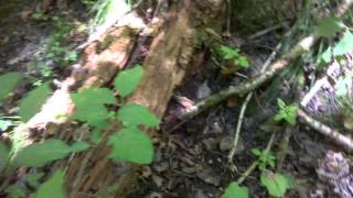 Viper Or Gr Snake ? Venomous Or Not ? Please Comment