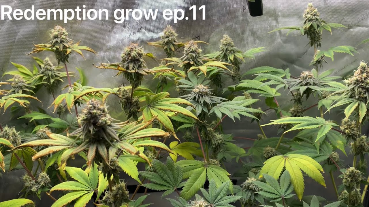 Growing photoperiod cannabis with Grow Dots and Blumats! Week 7 flower!