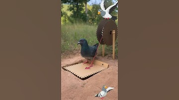 Bird trap 🐦🕊️Amazing Quick Unique DIY bird Trapping Technique Using Cardboard #shortvideo #ytshorts