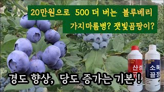 블루베리에 가지마름병이 없어집니다. 당도증가 경도향상은 덤! #산성규산 #소독끝장 #블루베리