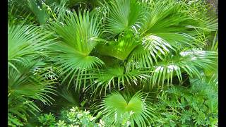 Sermon preached by the Rev. Peter Carey on Palm Sunday 29 March 2026