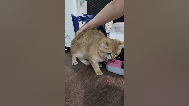 애교가 너무 많은 고양이😘😘