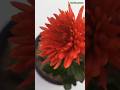 Beautiful flowers #flowers #shortsfeed #shorts#chrysanthemumflower #bollywoodsongs