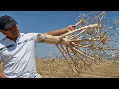 Video: Кара куурай уругу деген эмне - бакчада кара куурай өстүрүү боюнча кеңештер